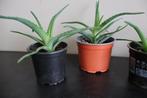 Aloe Arborescens, Enlèvement ou Envoi