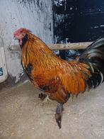 Zanghaan, Dieren en Toebehoren, Pluimvee