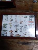 Cabinet de curiosité, jolie cadre les champignons numéro 2, Antiquités & Art, Envoi