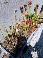 vleesetende planten, Enlèvement