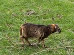 Quessant lammetjes te koop - nog 1 bokje te koop, Meerdere dieren, Schaap, 0 tot 2 jaar