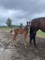 Merrie met hengsten veulen, Merrie, Springpaard, Minder dan 160 cm, Gechipt