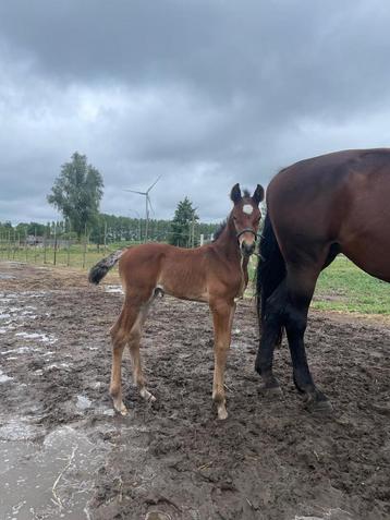 Merrie met hengsten veulen beschikbaar voor biedingen