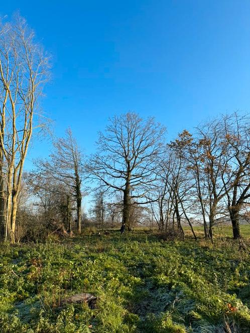 Bosgrond te koop - Elzele - 4.250m2, Immo, Gronden en Bouwgronden