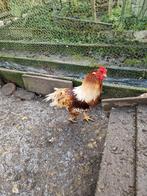 A donner..., Enlèvement, Utilisé