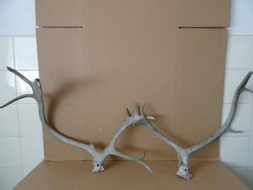 Curiosa groot gewei geweien hertengewei gewei bok ree 59cm beschikbaar voor biedingen