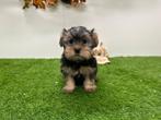 Nestje Yorkshire Terrier pups