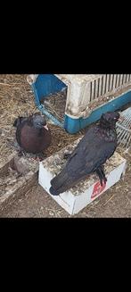 Hongerige  45€  koppel., Dieren en Toebehoren, Vogels | Duiven, Meerdere dieren, Tuimelaar of Roller