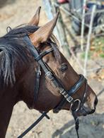Brave veelzijdige ruin te koop, Dieren en Toebehoren, Paarden, Ruin