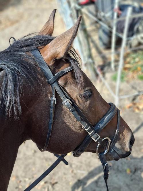 Brave veelzijdige ruin te koop, Dieren en Toebehoren, Paarden, Ruin
