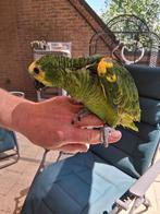 baby blauwvoorhoofd amazone, Dieren en Toebehoren, Vogels | Parkieten en Papegaaien, Geslacht onbekend, Papegaai, Geringd