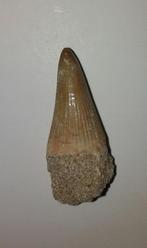 Mosasaurus tand - 3,2 cm, Ophalen of Verzenden, Fossiel