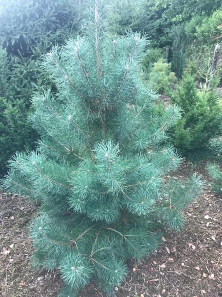 Grove Den, Solitair (Pinus sylvestris), Tuin en Terras, Planten | Bomen, Overige soorten, 100 tot 250 cm, Volle zon, Bloeit niet