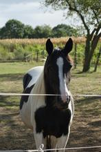 Paarden vervoer gezocht!, Dieren en Toebehoren, Pony's