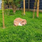 2 Konijnen, Meerdere dieren, Middelgroot, Hangoor, 6 tot 8 jaar
