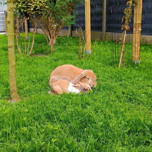 2 Konijnen, Dieren en Toebehoren, Konijnen, Middelgroot, Meerdere dieren, 6 tot 8 jaar, Hangoor