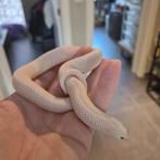 Western hognose, Animaux & Accessoires, Reptiles & Amphibiens, Serpent, 0 à 2 ans