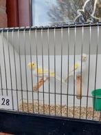 Kanaries, Dieren en Toebehoren, Vogels | Kanaries