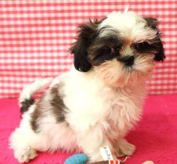 Des chiots Shih-Tzu super mignons !, 15 semaines à 1 an, Étranger, Parvovirose, Éleveur | Professionnel