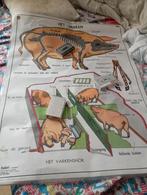 Soort schoolplaat, Antiek en Kunst, Antiek | Schoolplaten, Ophalen of Verzenden