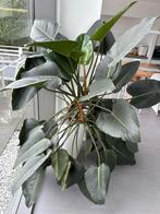 +++ Philodendron Green Beauty +++, Huis en Inrichting, Ophalen, 200 cm of meer, Overige soorten, Halfschaduw