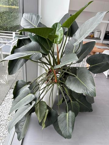 +++ Philodendron Green Beauty +++   beschikbaar voor biedingen