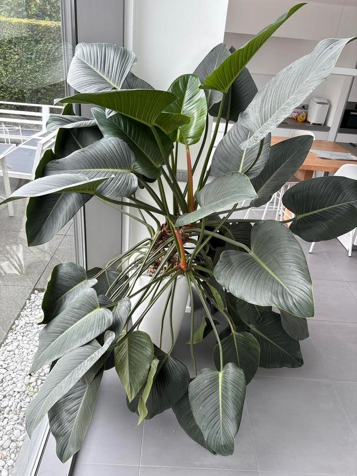 +++ Philodendron Green Beauty +++, Huis en Inrichting, Kamerplanten, Overige soorten, 200 cm of meer, Bloeiende kamerplant, Halfschaduw