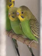Wildkleur (groene) grasparkieten 2025, Dieren en Toebehoren, Vogels | Parkieten en Papegaaien, Meerdere dieren, Parkiet, Geringd