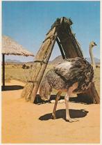 STRUISVOGEL  BIJ  HAAR  NEST, Verzenden, Ongelopen, Vogel