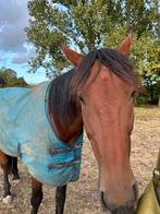 Verzorger gezocht, Dieren en Toebehoren, Merrie, Niet van toepassing