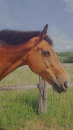 Een echt leerpaard, Dieren en Toebehoren, Paarden, Met stamboom, B, Ruin, 170 tot 175 cm