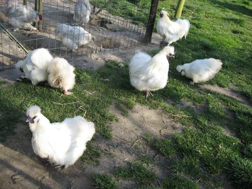 Broedeieren van witte zijdehoenders, Dieren en Toebehoren, Pluimvee