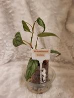 Philodendron Sodiroi stekken, Huis en Inrichting, Kamerplanten, Ophalen, Overige soorten, Halfschaduw, Minder dan 100 cm