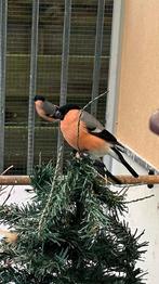 Noordse goudvinken wK, Meerdere dieren