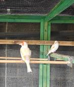 Major bont isabelsatinet pop 2025, Vrouwelijk, Wildzangvogel, Geringd