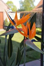 strelitzia of paradijsvogelbloem, Tuin en Terras, Planten | Tuinplanten, Vaste plant, Lente, Overige soorten, Ophalen