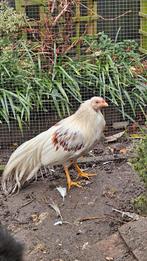 Gratis yokohama kriel haan