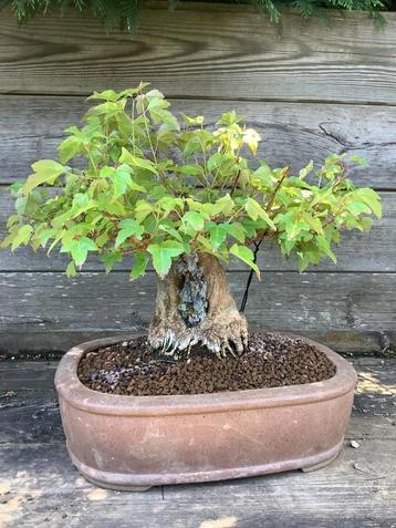 Acer buergerianum bonsai beschikbaar voor biedingen