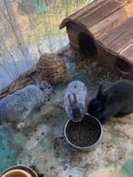 2 grijze dwergkonijntjes te koop, Mannelijk, Dwerg, 0 tot 2 jaar