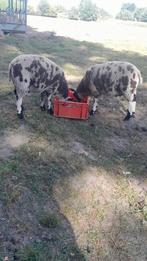 Baggerbonte rammen, Mannelijk, Schaap