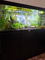 Aquatlantis volga 240, Dieren en Toebehoren, Ophalen, Zo goed als nieuw, Gevuld zoetwateraquarium