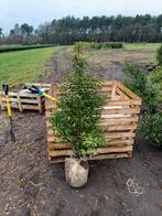 Portugese laurier, Tuin en Terras, Ophalen, Laurier