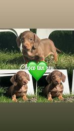 Zeer mooie dwergteckel teef/reu choco/tan, Dieren en Toebehoren, Honden | Teckels en Dashonden, België, Fokker | Hobbymatig, 8 tot 15 weken