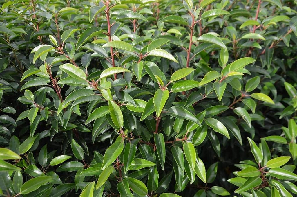 ‼️prunus lusitanica angustifolia aan promoprijzen ‼️, Ophalen, Taxus