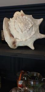 Divers chose pour cabinet de curiosité, Collections, Enlèvement