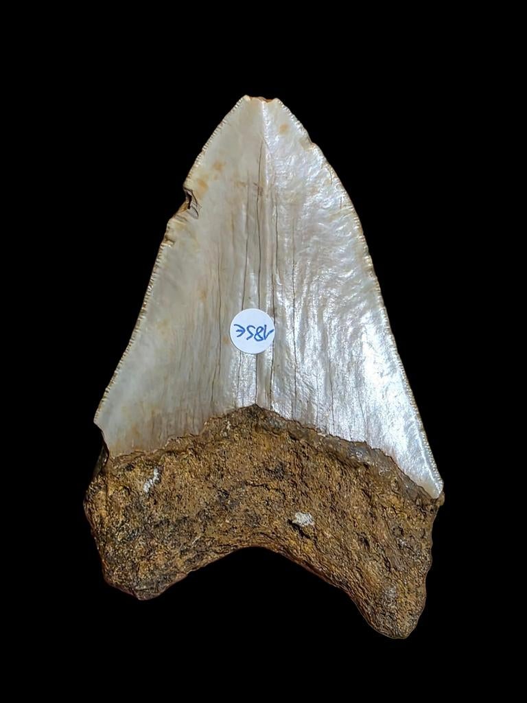 Belle grosse dent de requin Carcharodon megalodon de Carolin, Collections, Minéraux & Fossiles, Enlèvement ou Envoi, Fossile