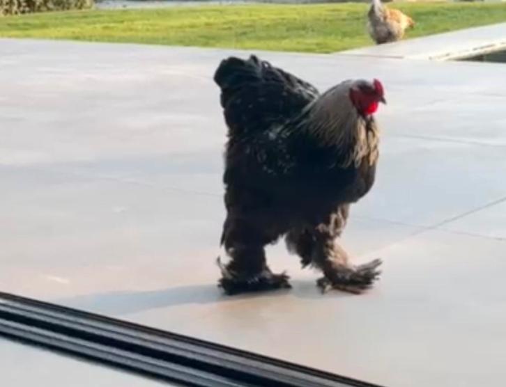 Haan Zwart - Witgepareld, Dieren en Toebehoren, Pluimvee, Kip, Mannelijk