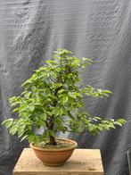 Bonsai starter Carpinus, Ophalen