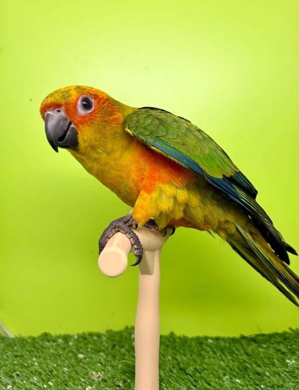 Jeune mâle conure soleil EAM/très bien apprivoisé, Mâle, Perroquet, Domestique