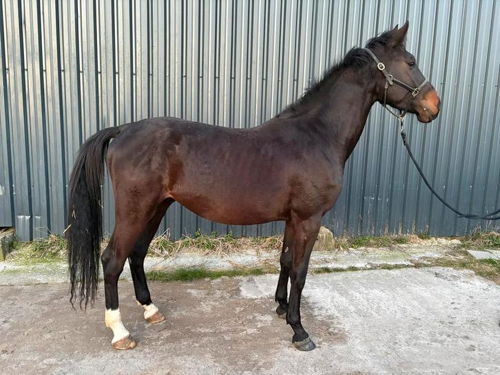 Hengst 4y.o (2022), by Dominator x Numero Uno, Animaux & Accessoires, Chevaux, Étalon, Débourré, 170 à 175 cm, 3 à 6 ans, Avec pedigree